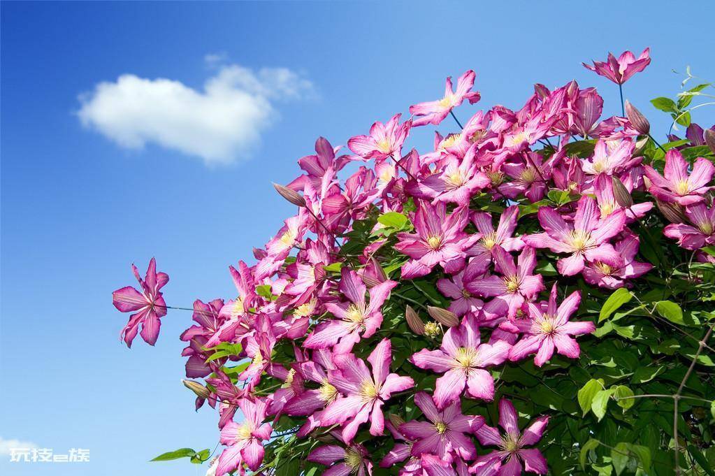 多年生花卉植物有哪些(这几种多年生花卉养护很省心)-图片7